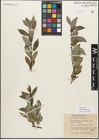 Foto von Salix myrsinifolia Salisb.